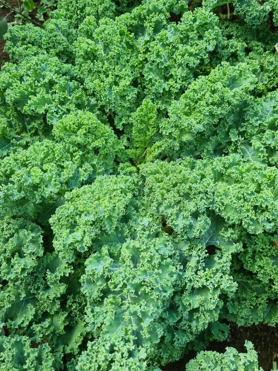 Kale
